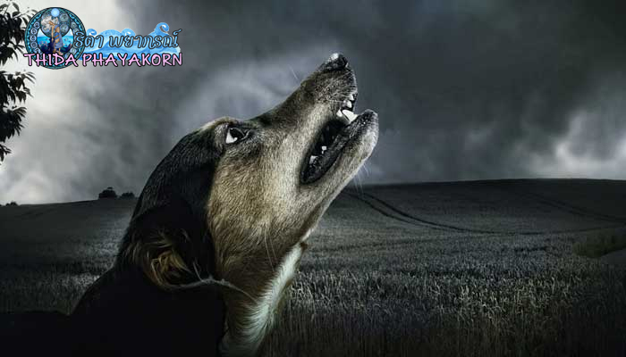 ฝันเห็นหมาหอน ฝันเห็นหมาหอนตอนกลางคืน ฝันเห็นหมากำลังหอน